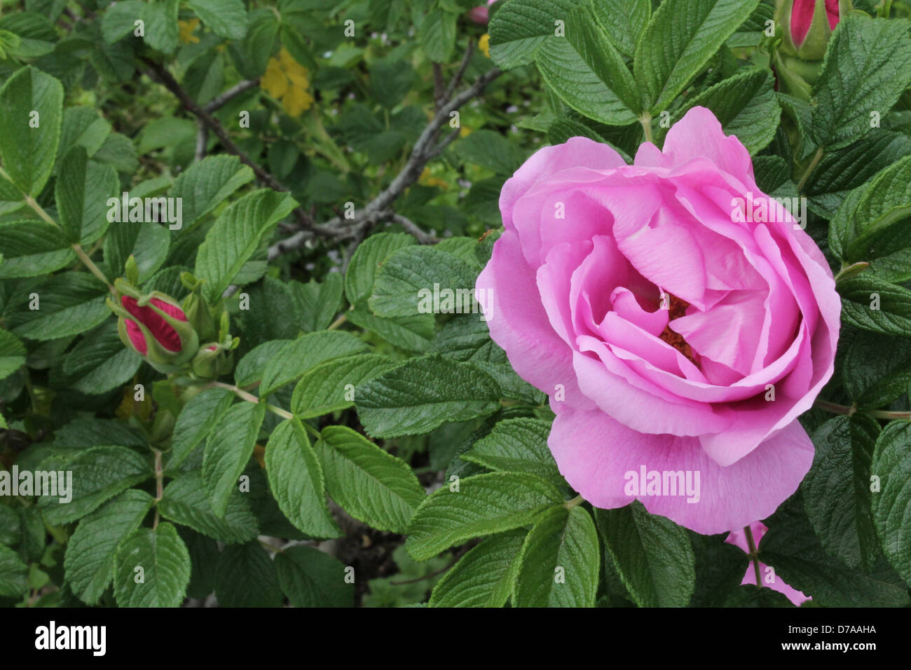 A cinnamomeae rose in the municipal garden or Rome Stock Photo