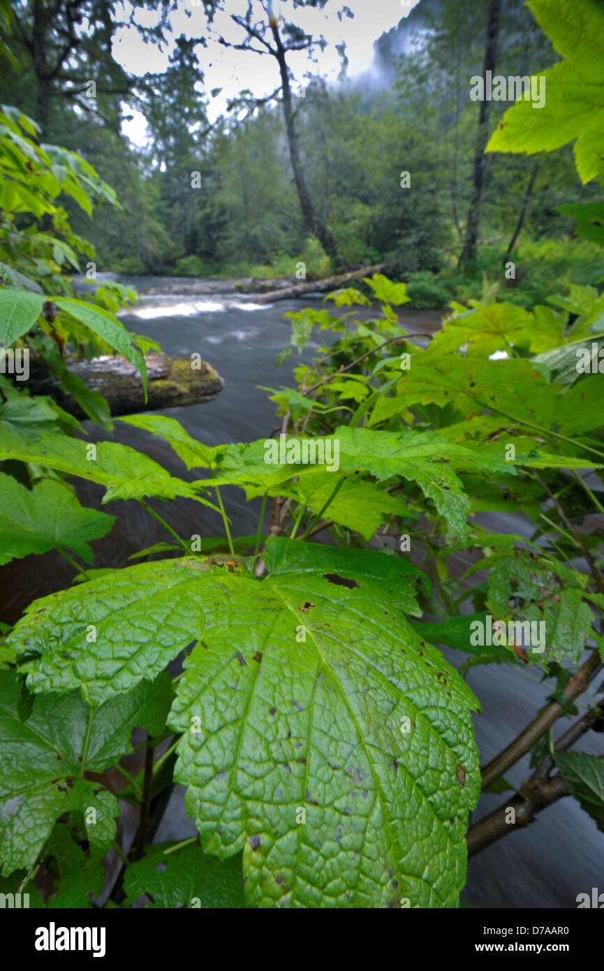 Temperate rainforest Gribbell Island Great bear Rainforest British