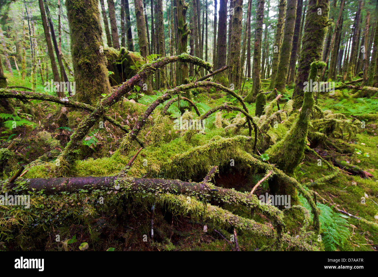 Mixed coniferous forest Red Cedar Sitka Spruce Western Hemlock Great bear Rainforest British Columbia Canada Stock Photo