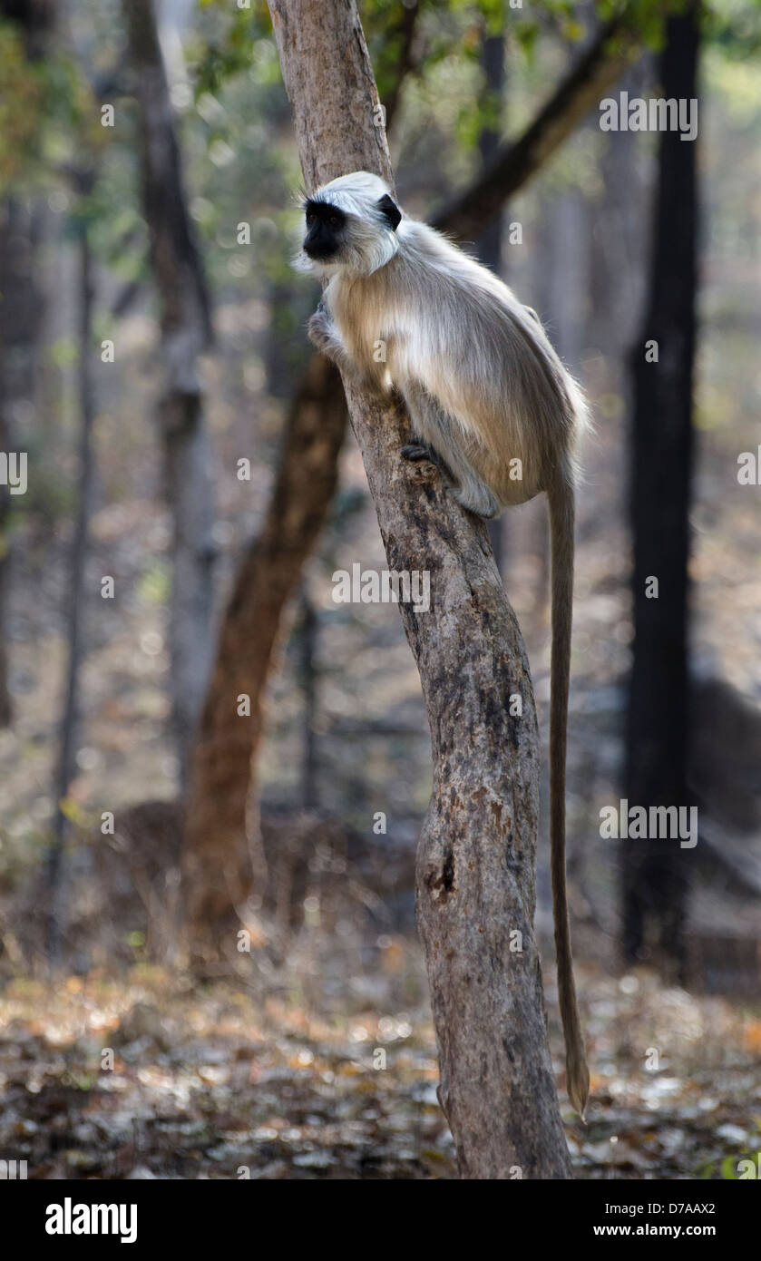 hanuman langur monkey clinging on to a small tree showing length of tail Stock Photo