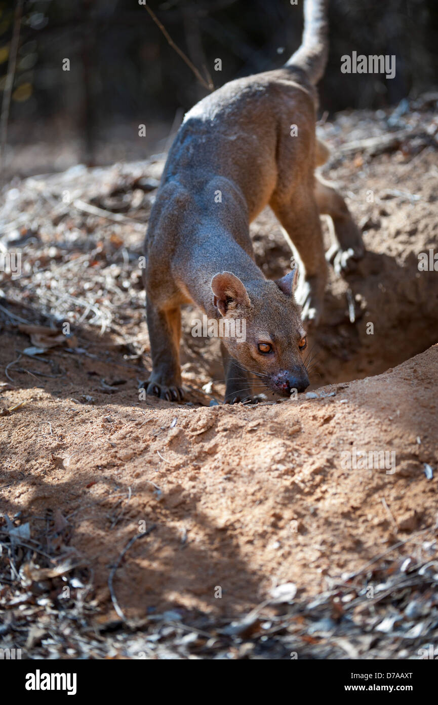 Adult Male Fossa Cryptoprocta Ferox Investigating Female Scent On - 