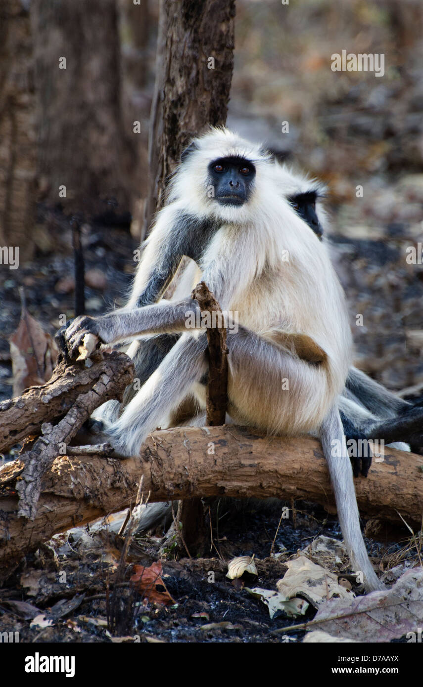 light furry hanuman langur monkeys on the forest floor lounging around Stock Photo