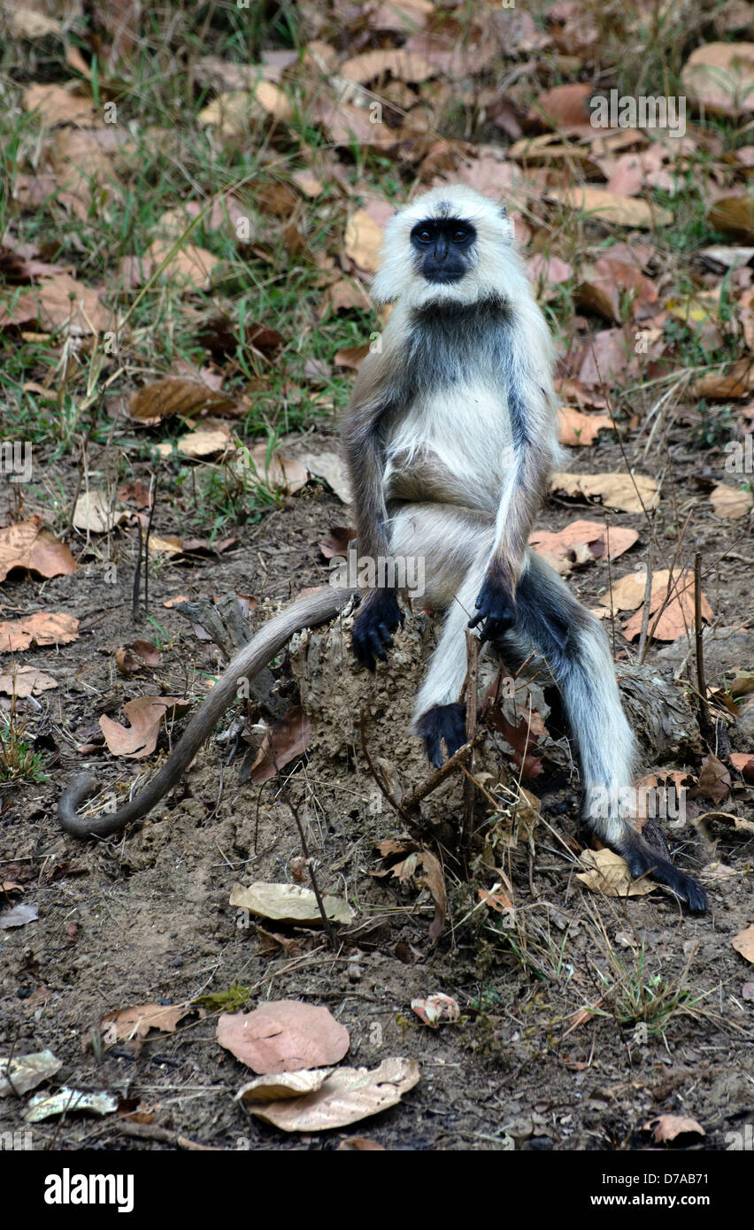 hanuman langur monkey sitting facing forward on forest floor among dry leaves Stock Photo