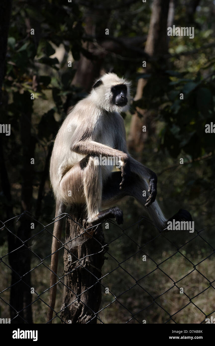 hanuman langur monkey sitting atop a fence post arms on knees relaxing Stock Photo