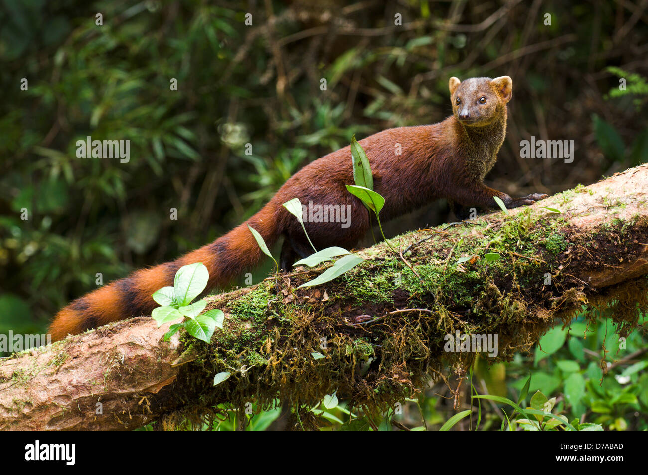 Adult RingTailed mongoose Galidia elegans elegans climbing on fallen