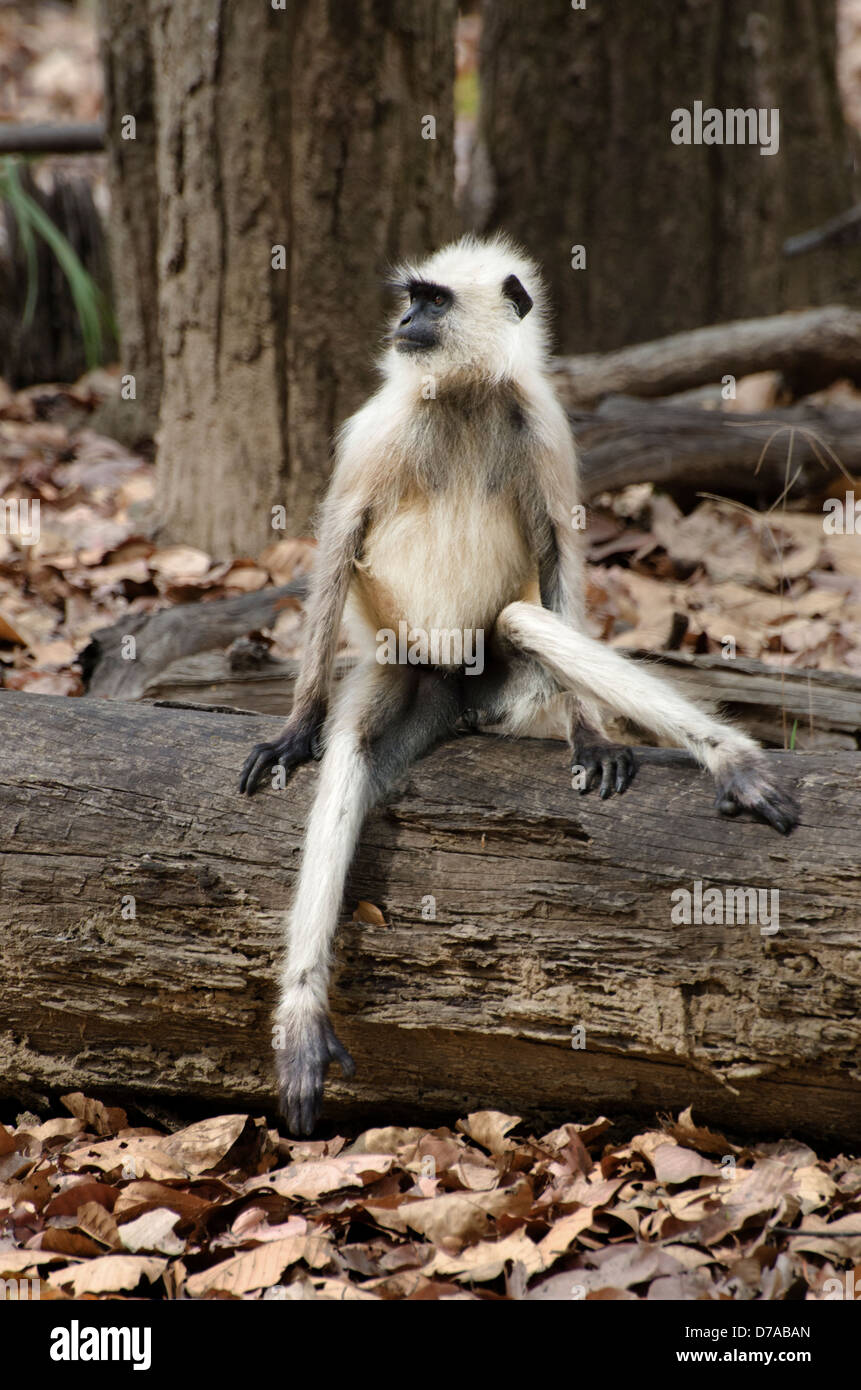 hanuman langur monkey sitting on a log looking like a little old man with legs splayed Stock Photo