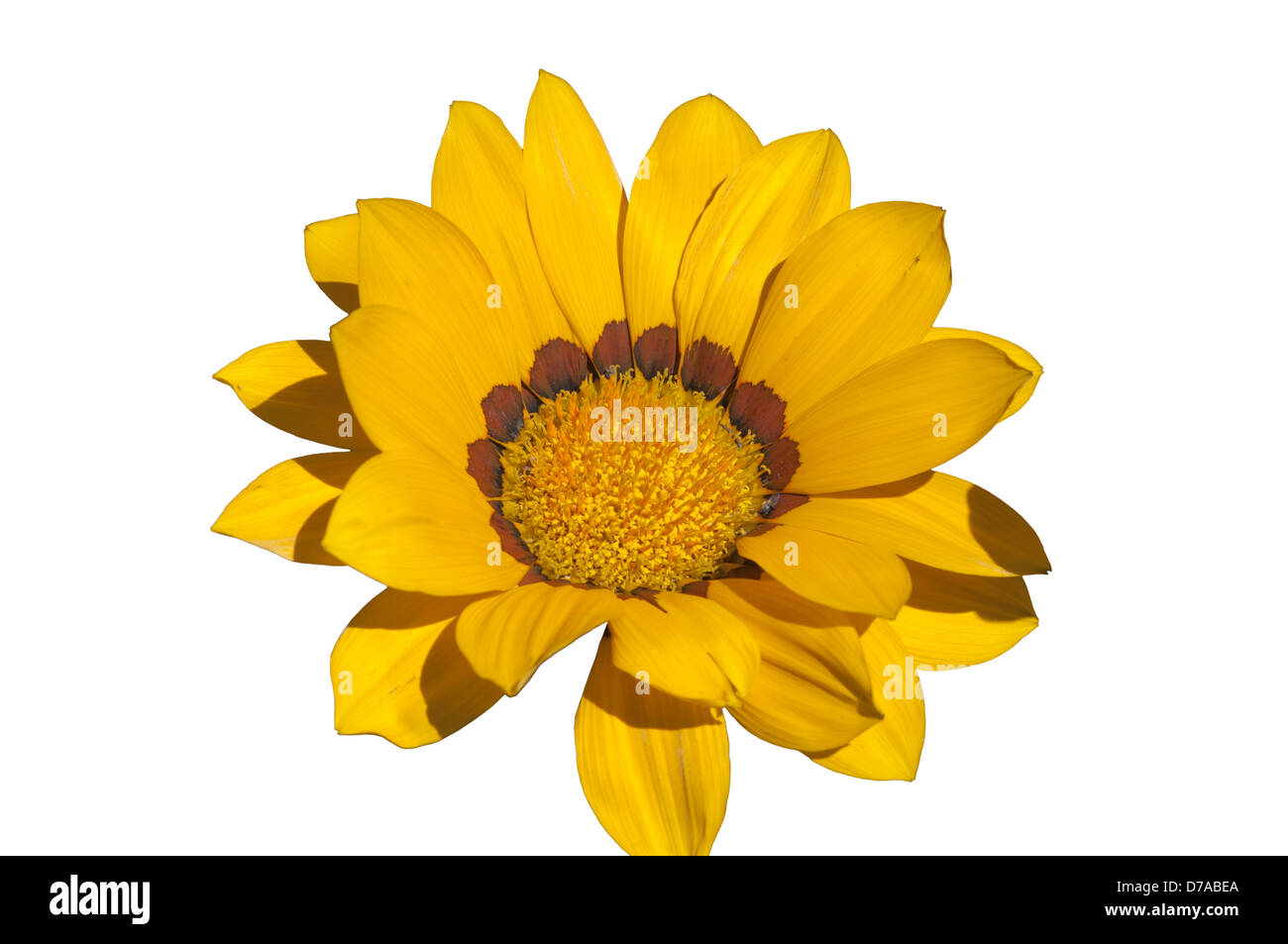Yellow Gazania Gazanias Stock Photo Alamy
