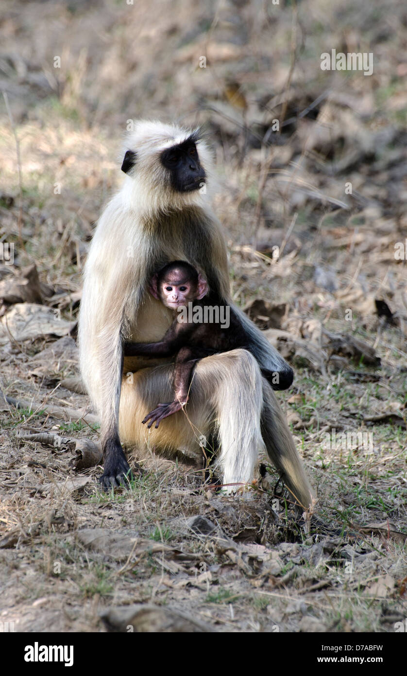 female hanuman langur monkey with cute baby cuddling her Stock Photo