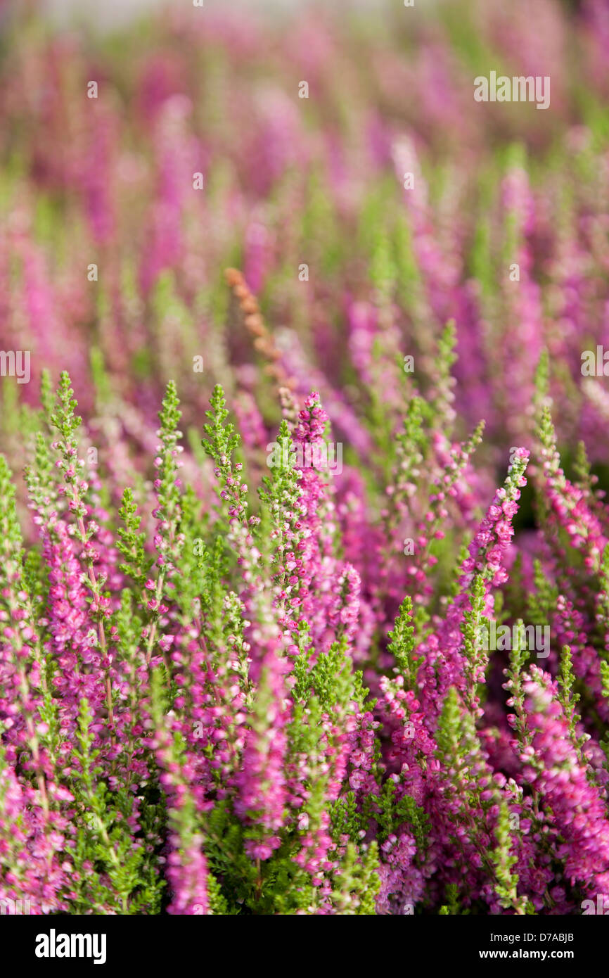 Heather field background flower hires stock photography and images Alamy