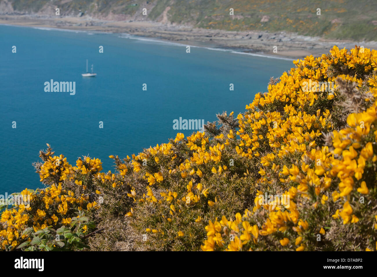 Gorse bushes on a cliffs edge looking down onto a blue ocean Stock Photo