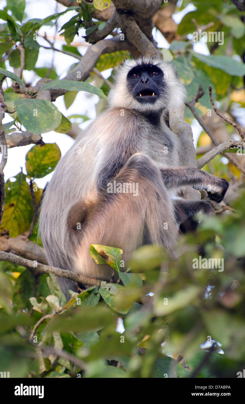 hanuman langur monkey in the forest canopy alarming and showing teeth Stock Photo
