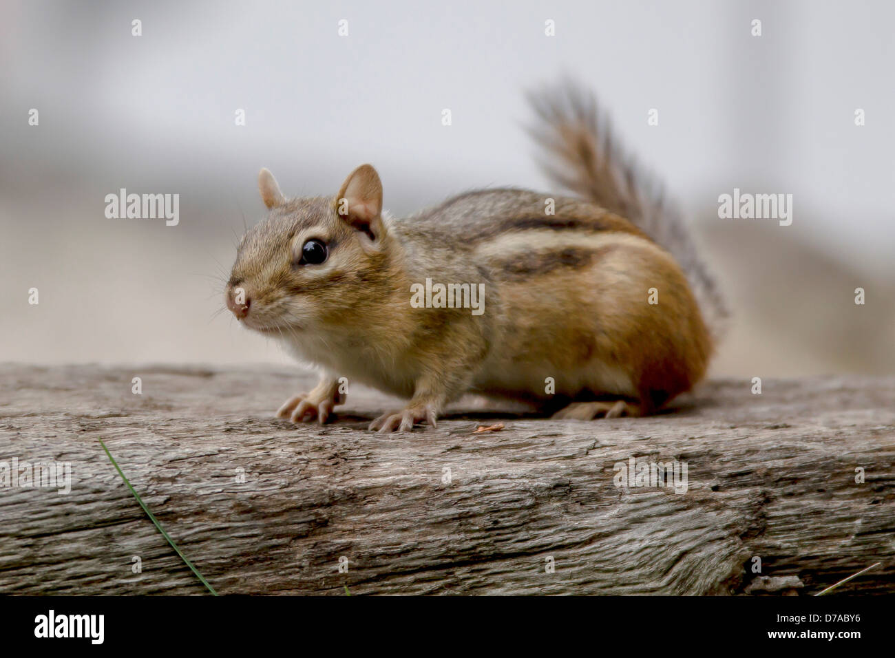 Wooden plinth hi-res stock photography and images - Alamy