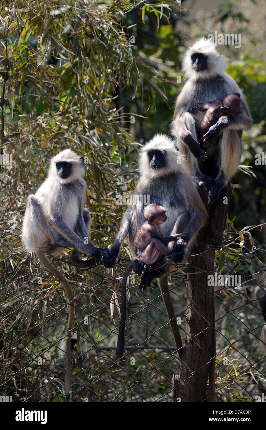 three hanuman langur monkeys sitting on boundary fence with young Stock Photo