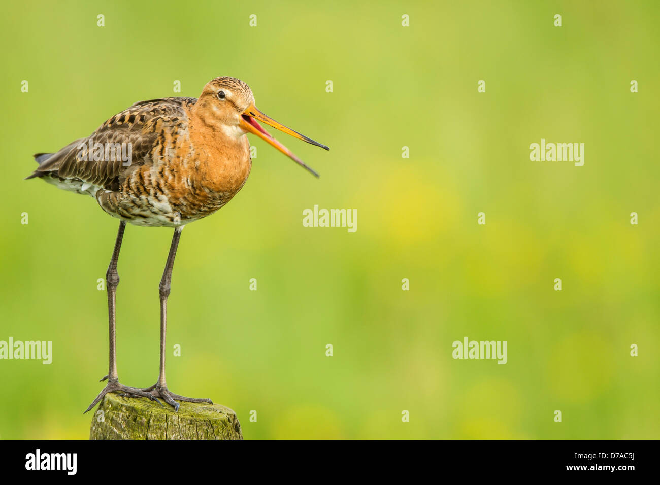 Godwit calling whilst on post early morning light. Holland Stock Photo