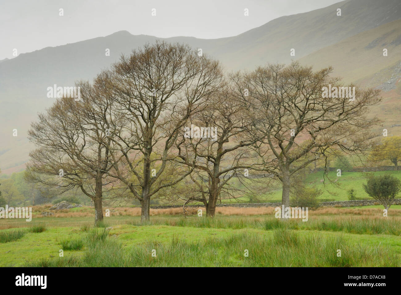 Four trees in bud in Manesty Woods with Black Crag and Derwent Fells behind on a wet and misty day Stock Photo