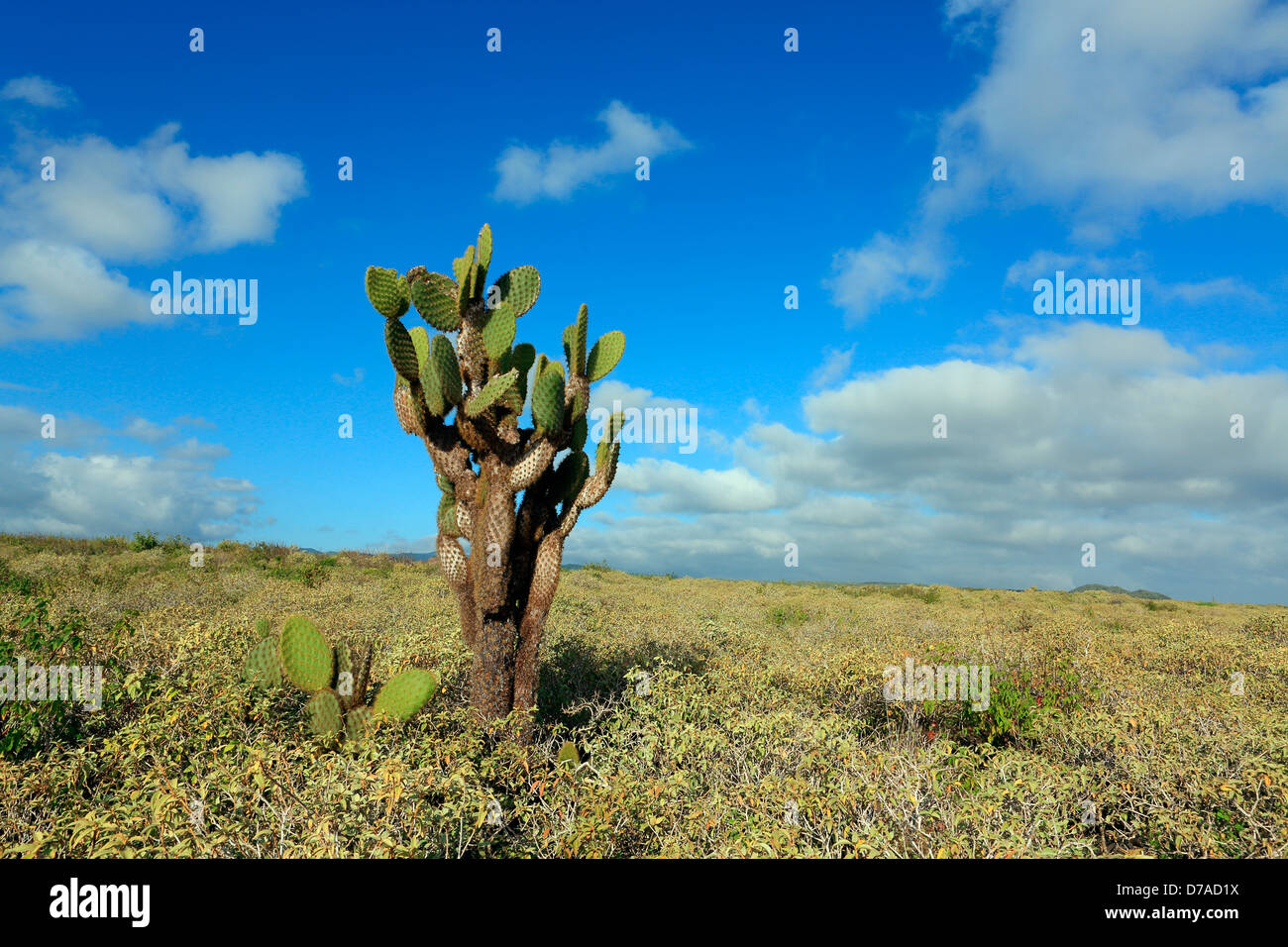 Galapagos islands flora hi-res stock photography and images - Alamy