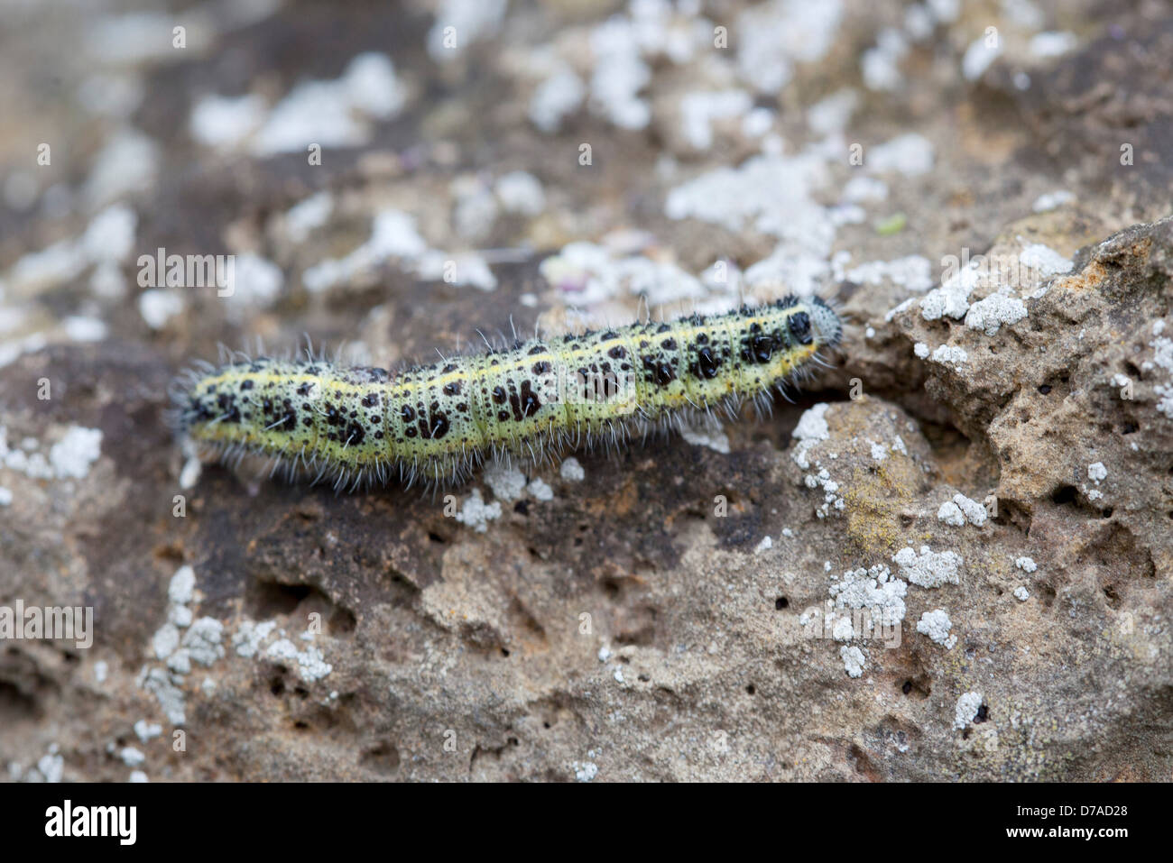 Large White Butterfly Caterpillar Stock Photo - Alamy