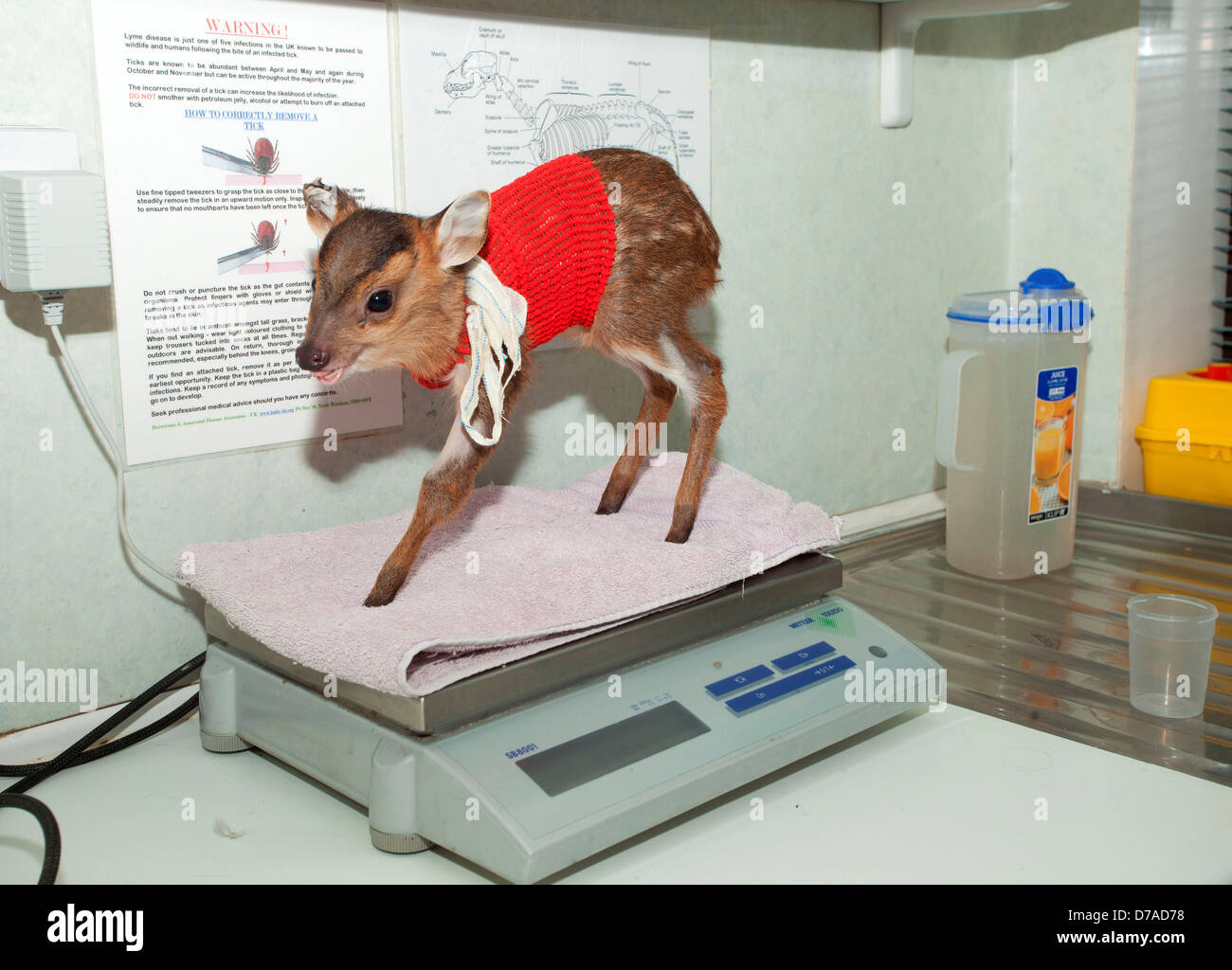 Muntjac Deer Muntiacus reevesii Fawn fractured humerus intramedullary pinned strapped on weight Stock Photo