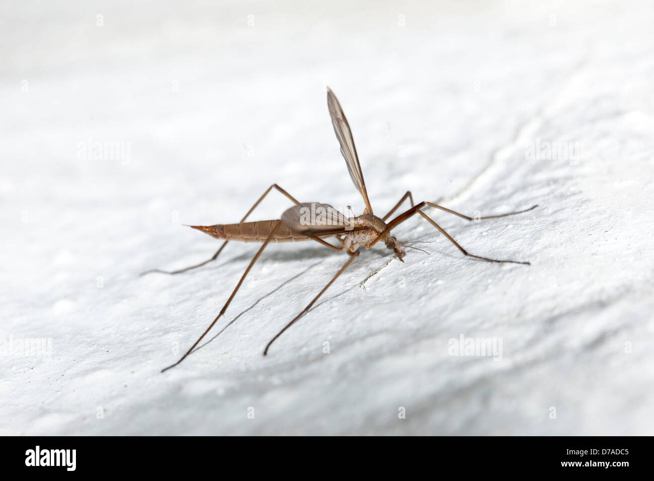 Close-up Crane fly Tipulidae family on white wall Stock Photo