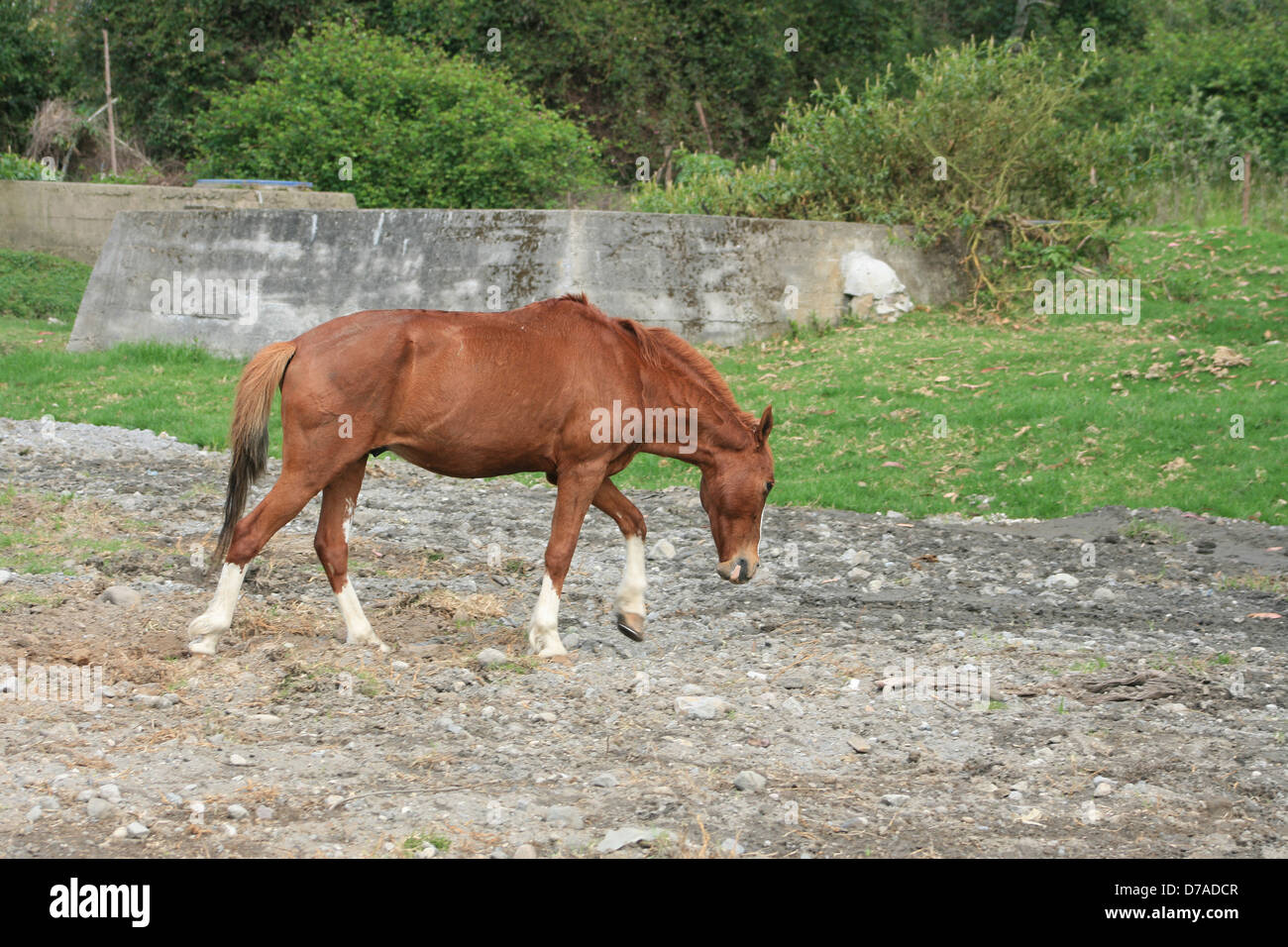 A brown horse walking in a farmers pasture in Cotacachi, Ecuador Stock Photo