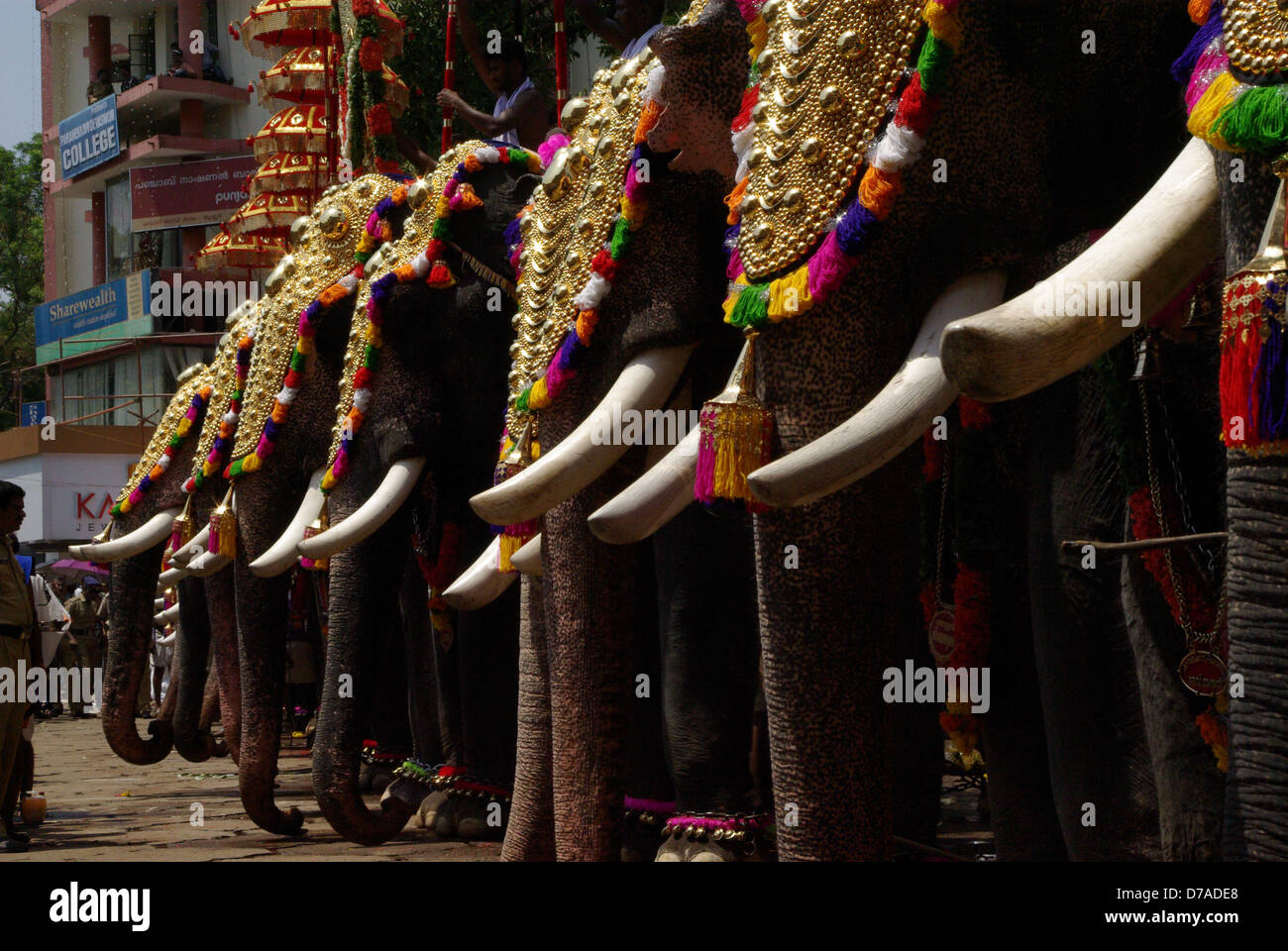 Caparisoned elephants in the famous temple festival of Kerala, Thrissur Pooram, which takes place in the month of April/May . Stock Photo