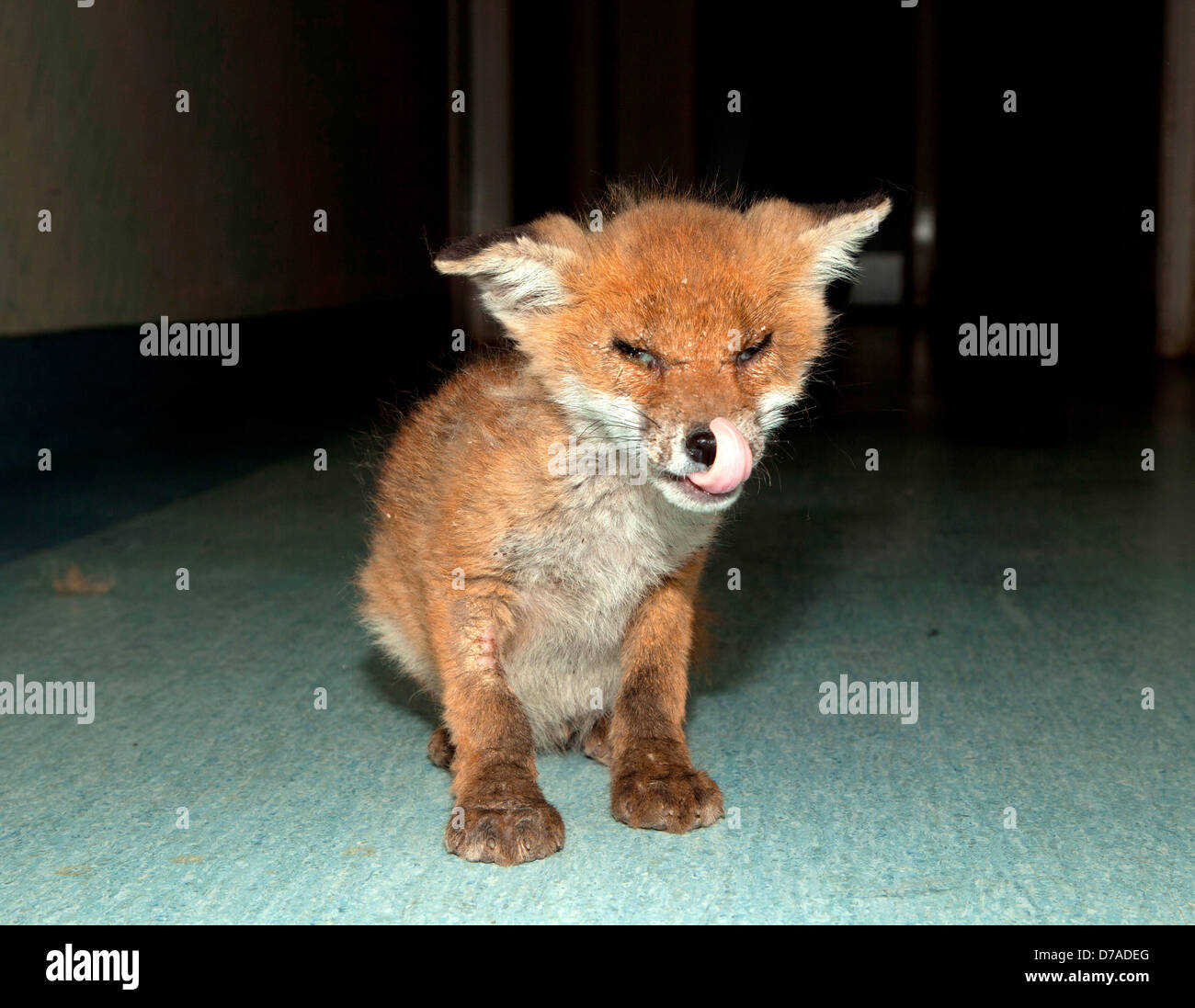 Fox Vulpes vulpes cub infected sarcoptes Mange mite Sarcoptes scabei) Stock Photo