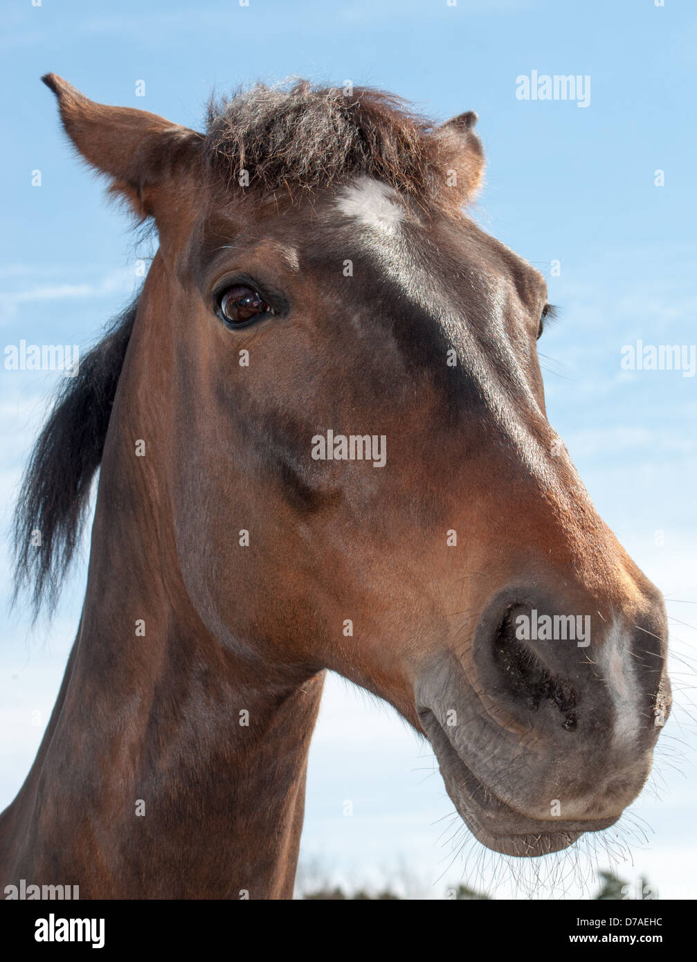 Horse's Head Stock Photo