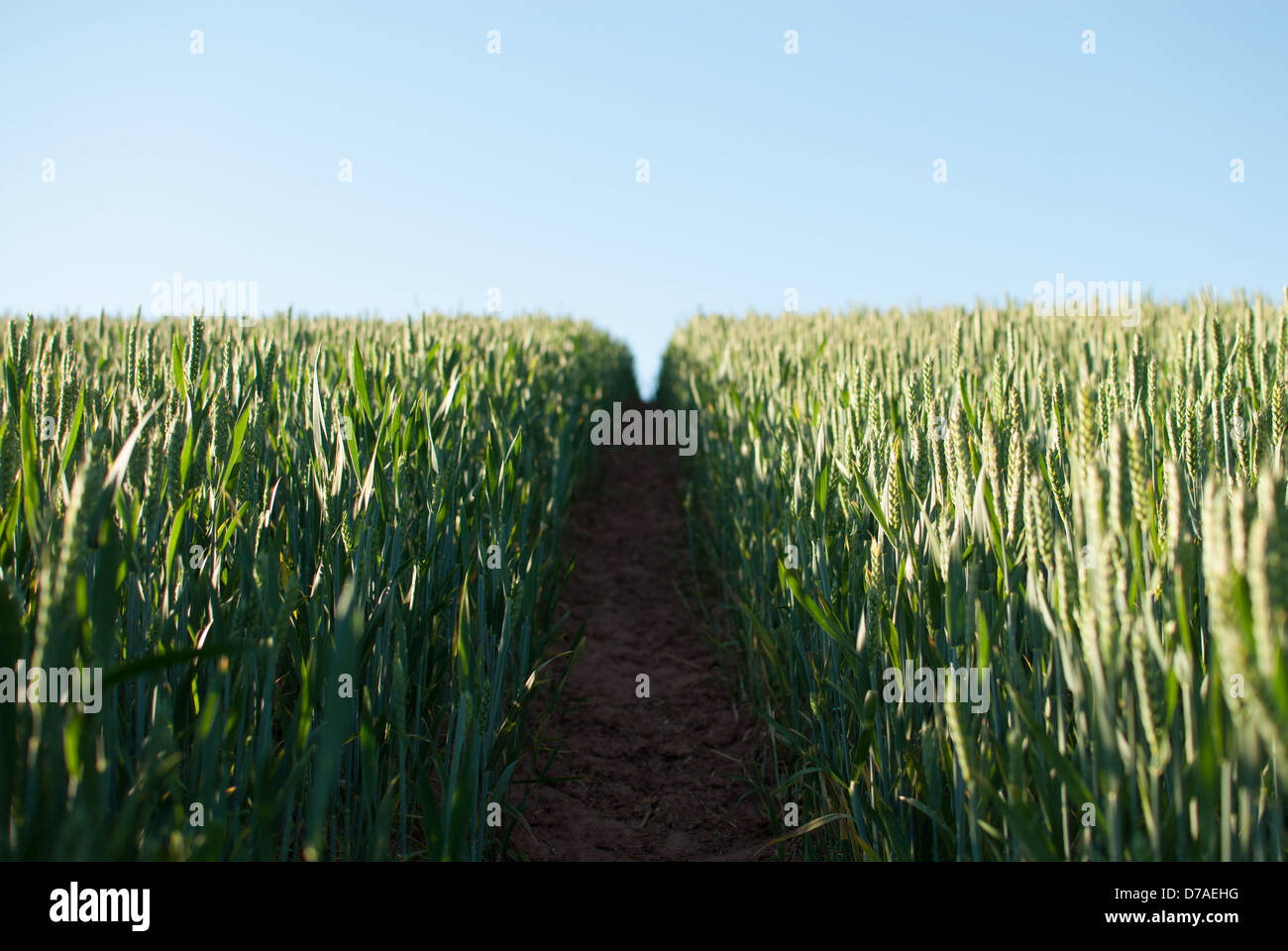 Sunlit cornfields in Worcestershire, England. Stock Photo