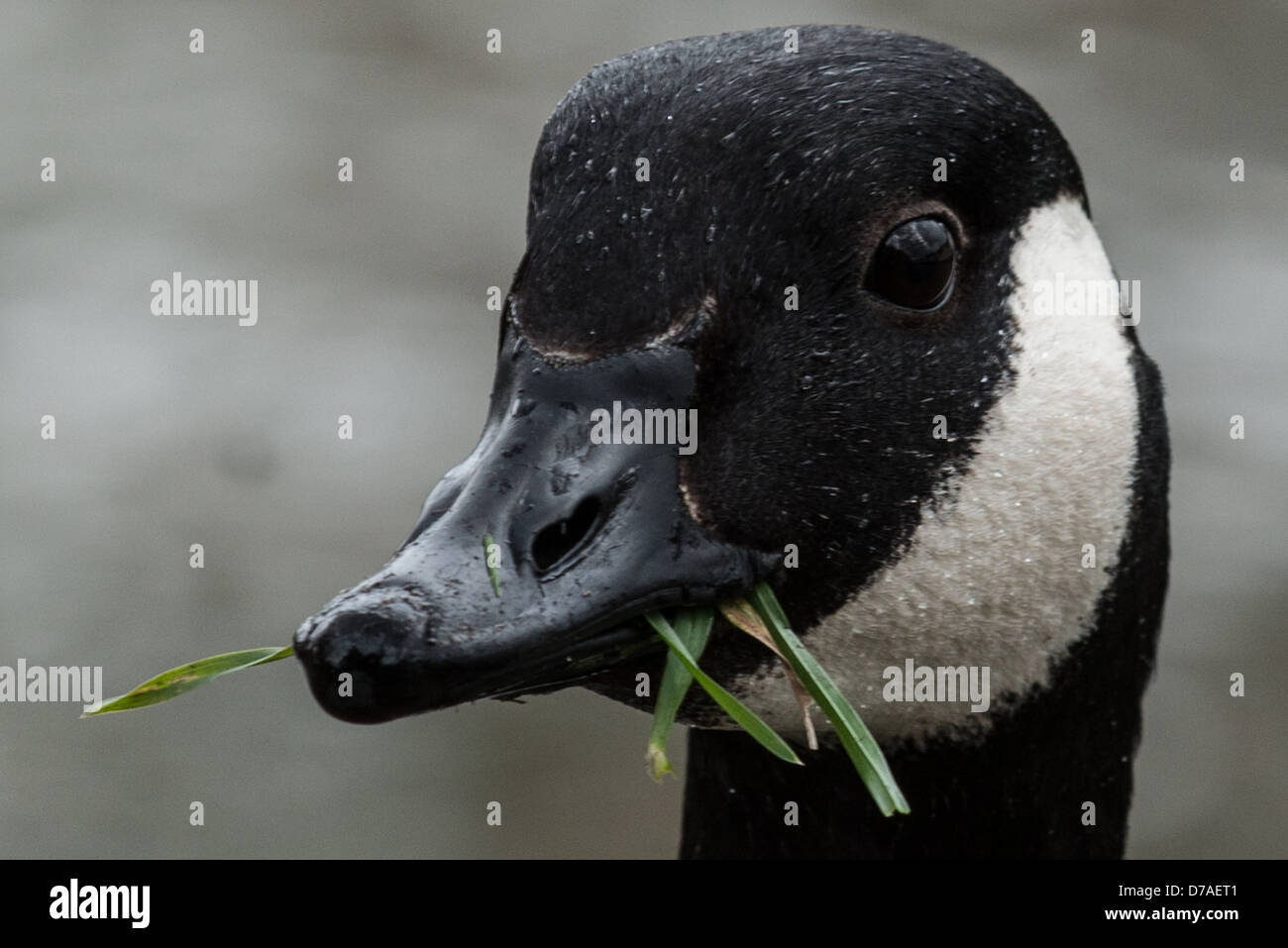 head shot of Canada Goose eating grass Stock Photo