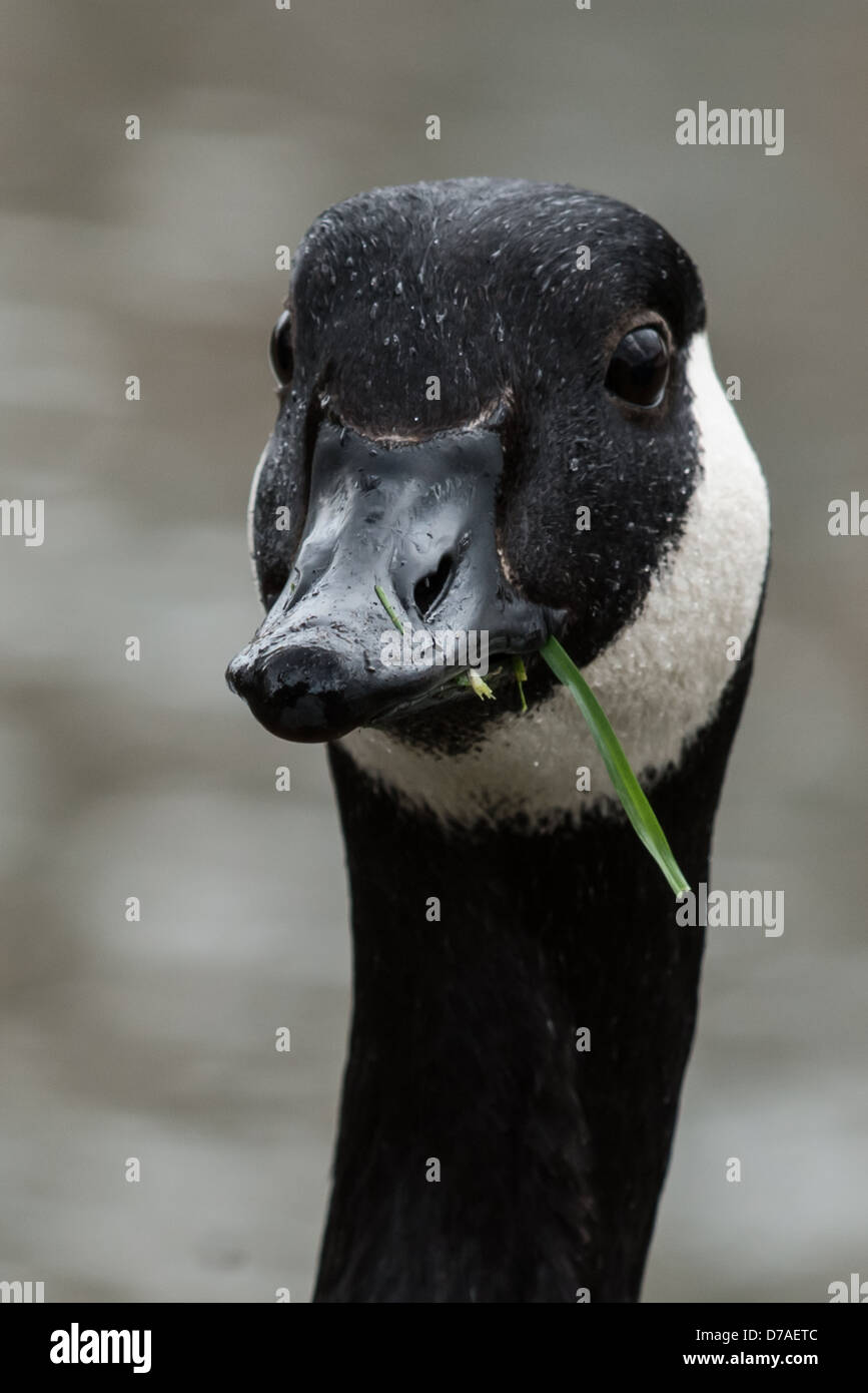 head shot of Canada Goose eating grass Stock Photo