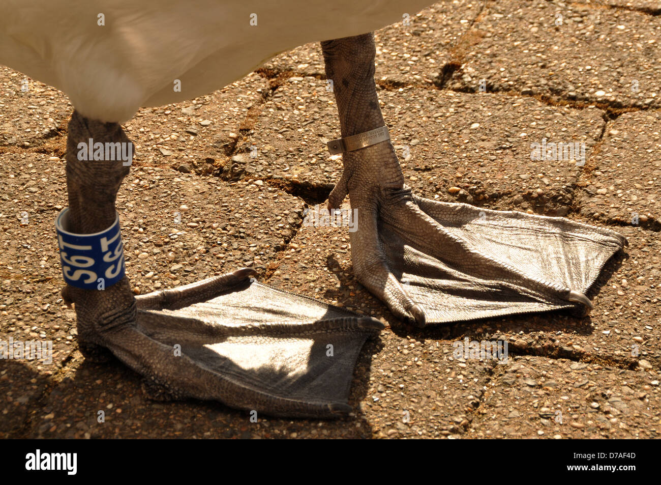 Bewick swan's feet Stock Photo - Alamy