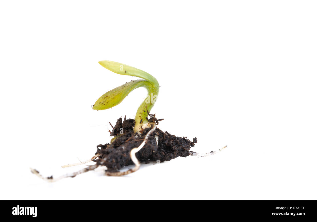 seedling and its roots in some soil isolated on white background Stock Photo