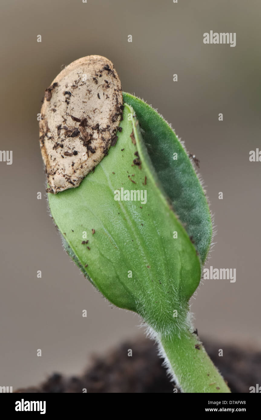 close up on the germination of a seed Stock Photo