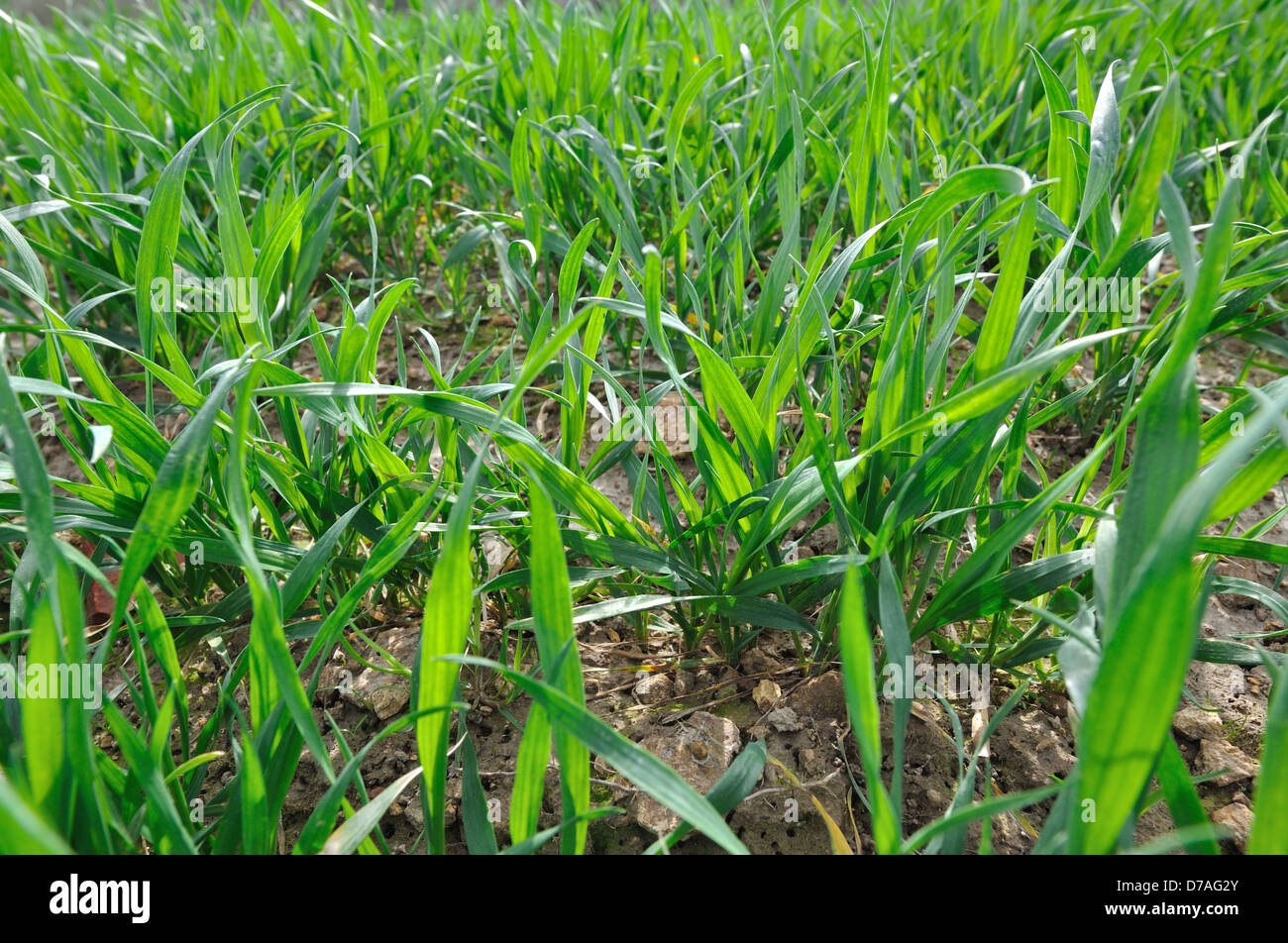 Young wheat field under hi res stock photography and images Alamy