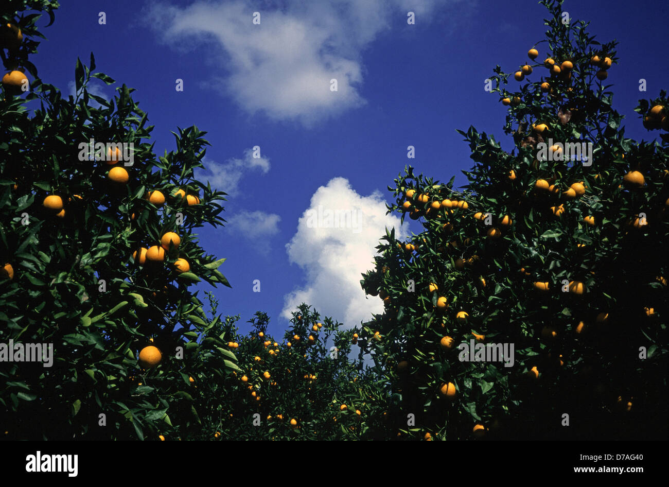 Citrus trees israel hires stock photography and images Alamy