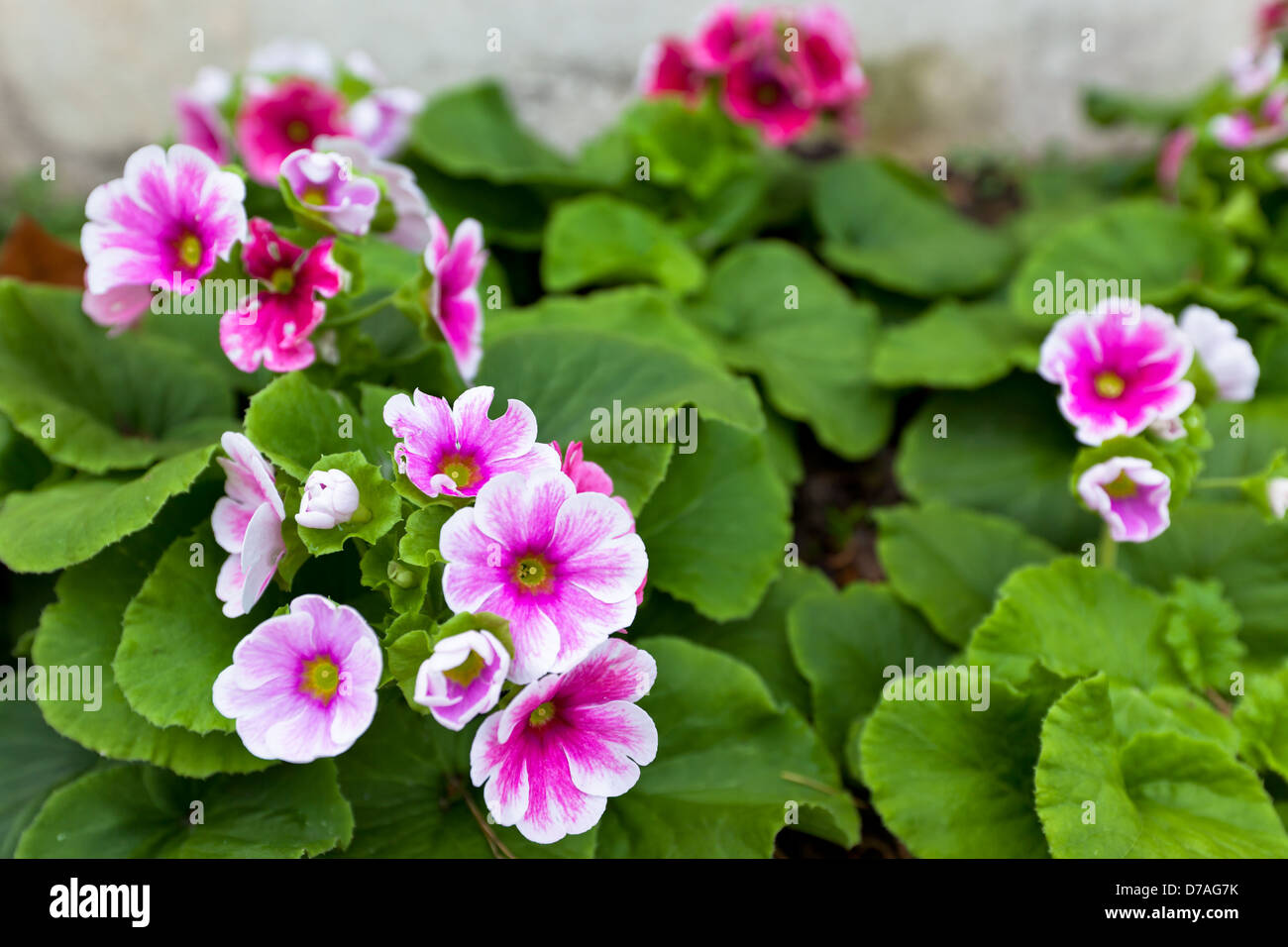 Primula obconica bright pink flowers at outdoor flowerbed Stock Photo