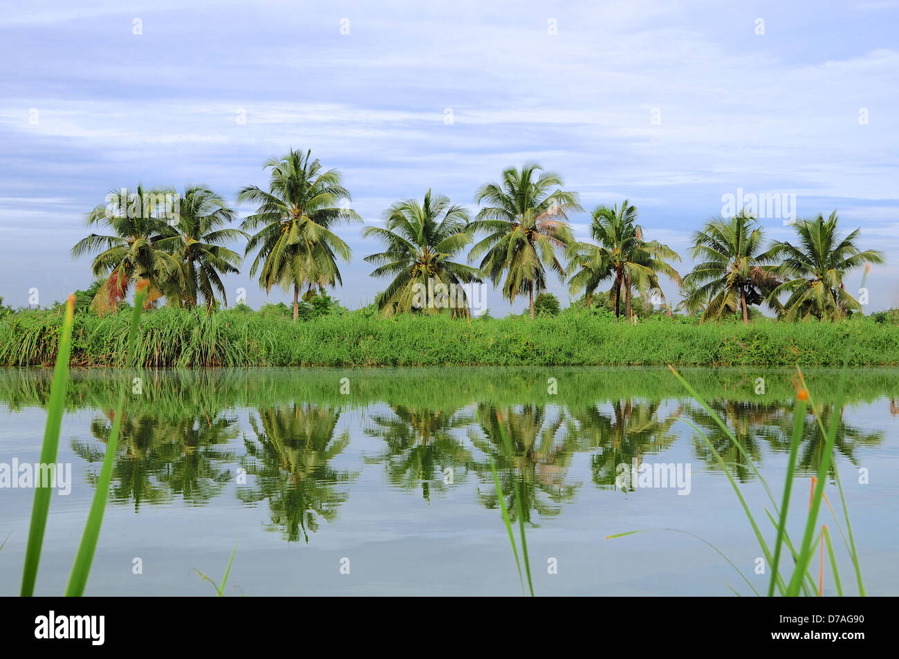 Coconut trees in the lake Stock Photo Alamy