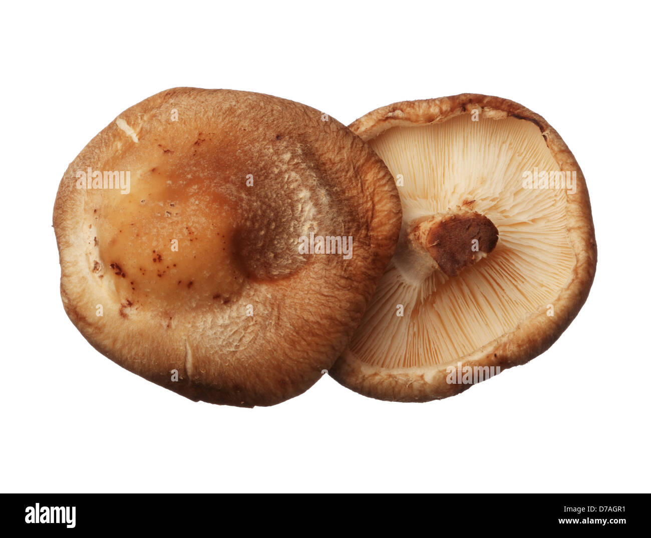 Shitake mushroom hi-res stock photography and images - Alamy