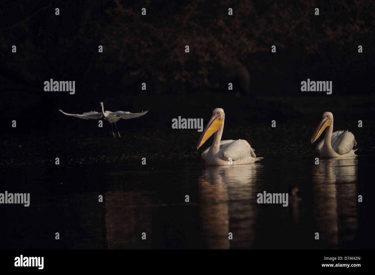 Great White Pelican in morning light of Bharatpur, Rajasthan, India Stock Photo