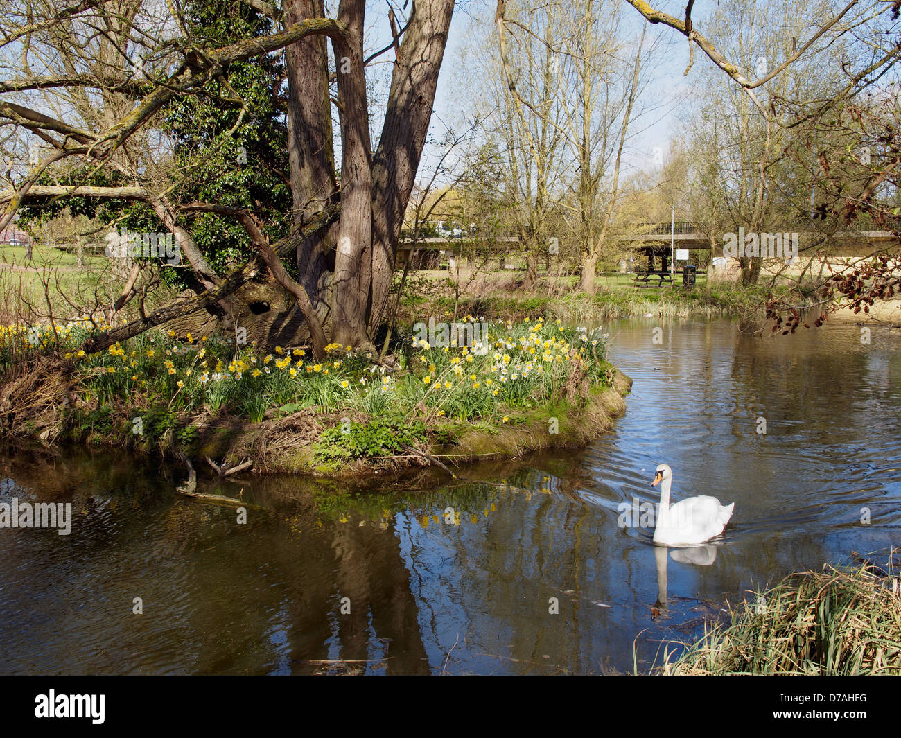 Mute swan and daffodils Riverside Park St Neots Cambridgeshire Stock Photo