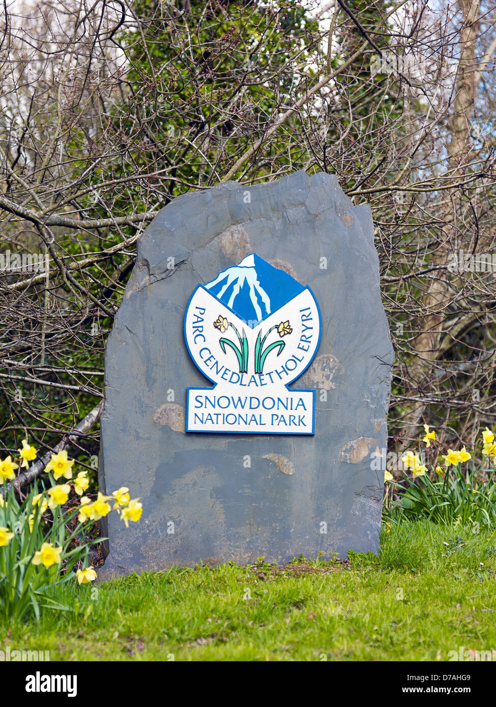 A Snowdonia National Park boundary marker on a slate rock with a border of daffodils near the roadside. Stock Photo