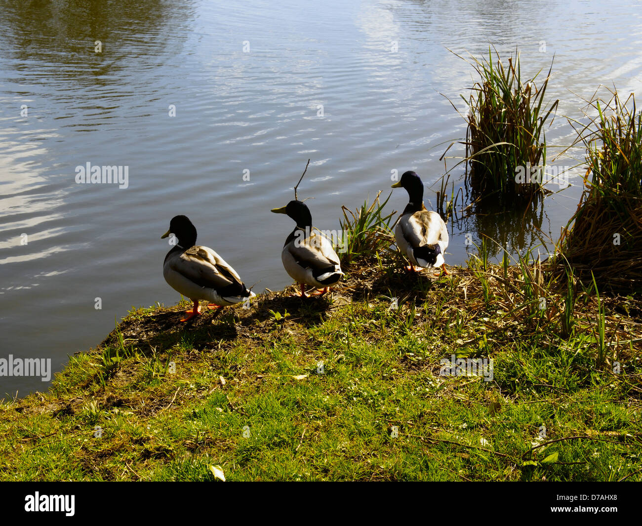 Three mallards beside River Great Ouse St Neots Cambridgeshire Stock Photo