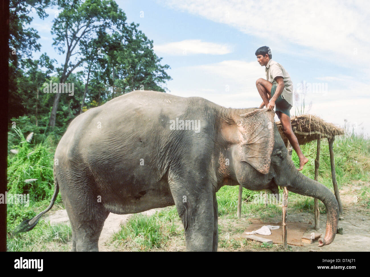 Indian elephant and its handler at Chitwan National Park, Nepal Stock