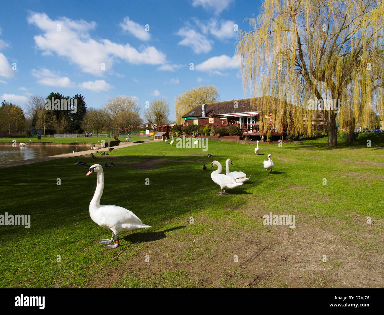 Mute swans and cafe in Riverside Park St Neots Cambridgeshire Stock Photo