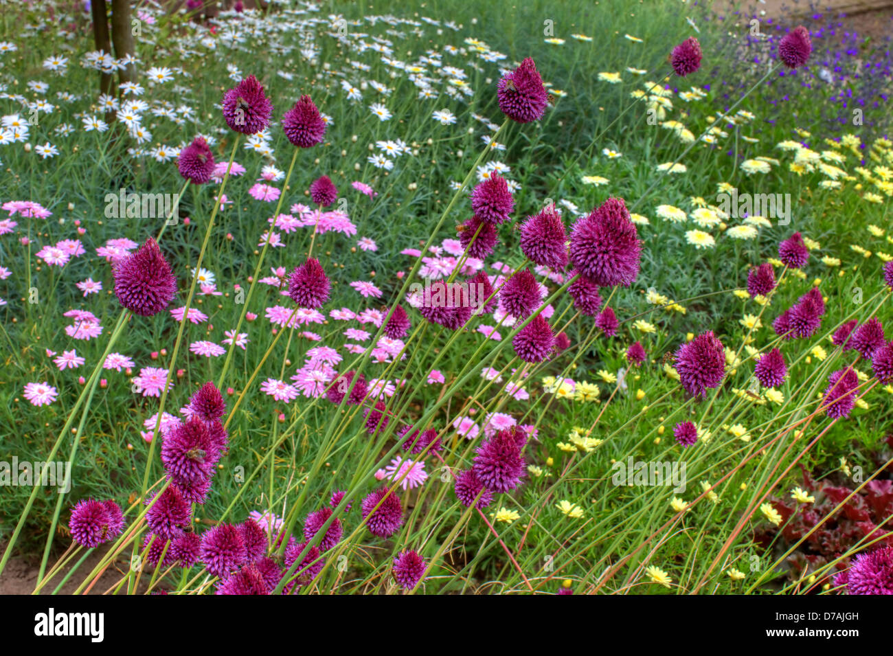 Pink, purple and yellow flowers in a summer garden. Stock Photo