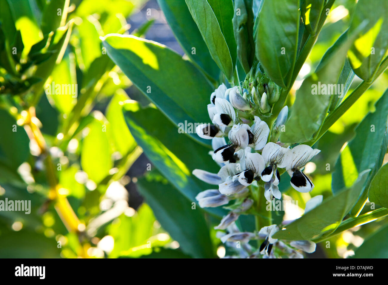 Broad bean flower hi-res stock photography and images - Alamy