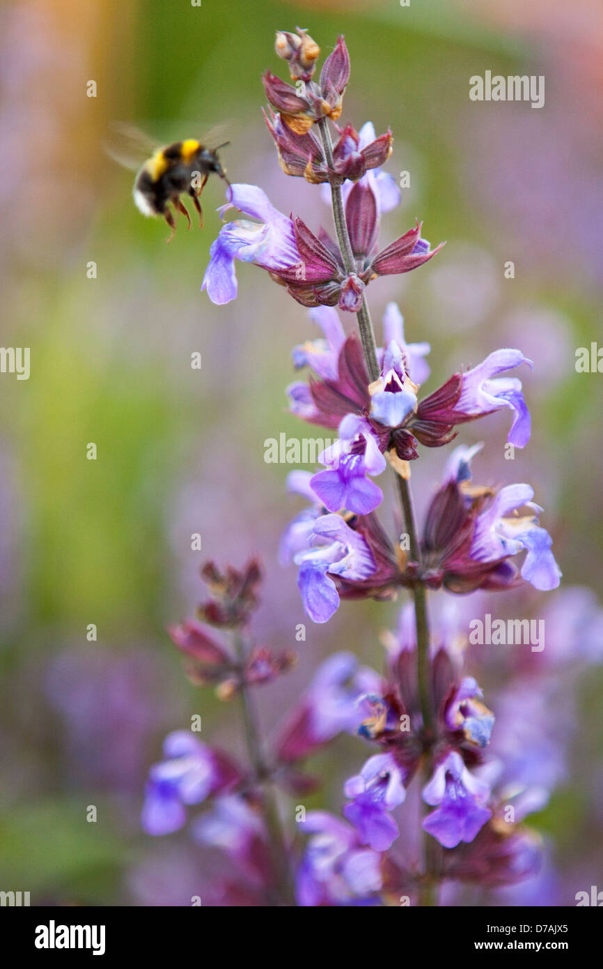A Bumble Bee visiting a sage flower Stock Photo Alamy