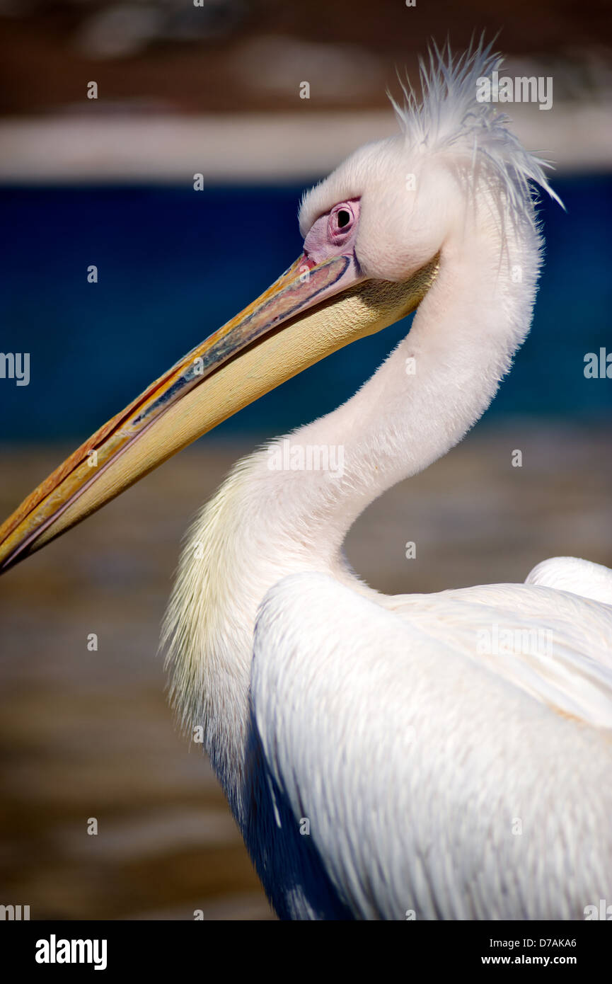 One of the famous Pelicans of Mykonos in Greece Stock Photo