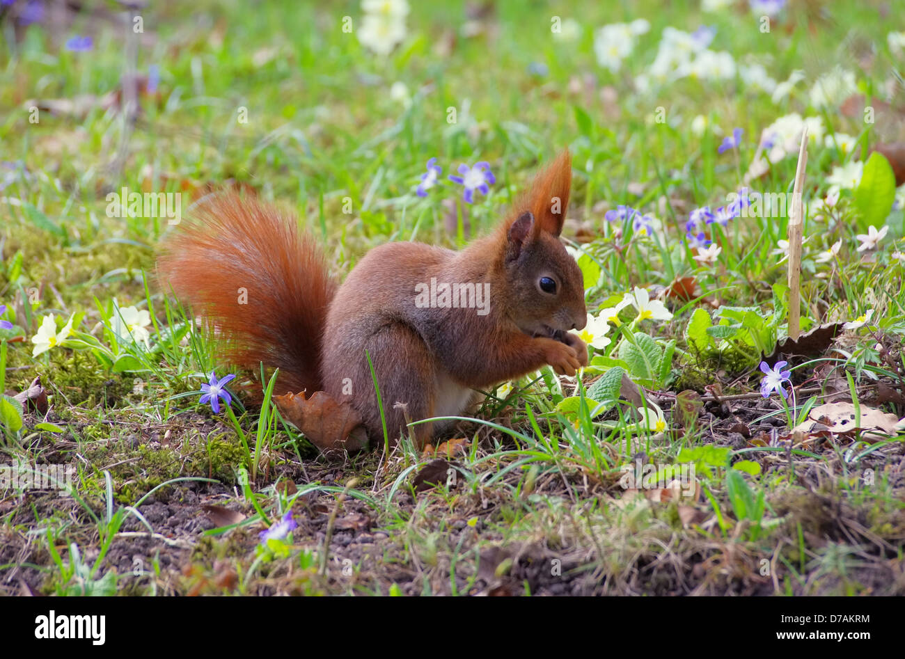 Eichhoernchen - Red squirrel 01 Stock Photo