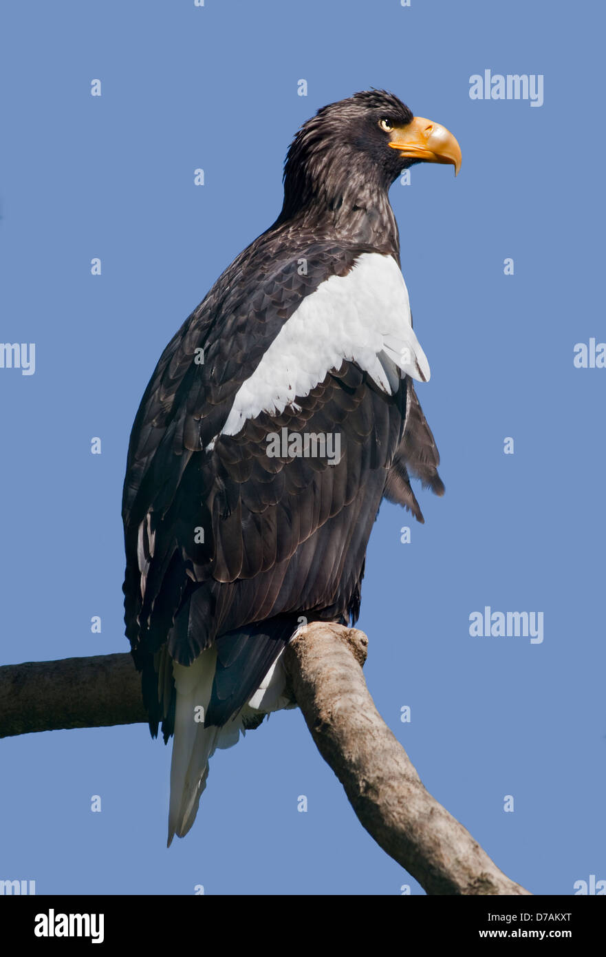 Steller's Sea Eagle (haliaeetus pelagicus) Stock Photo